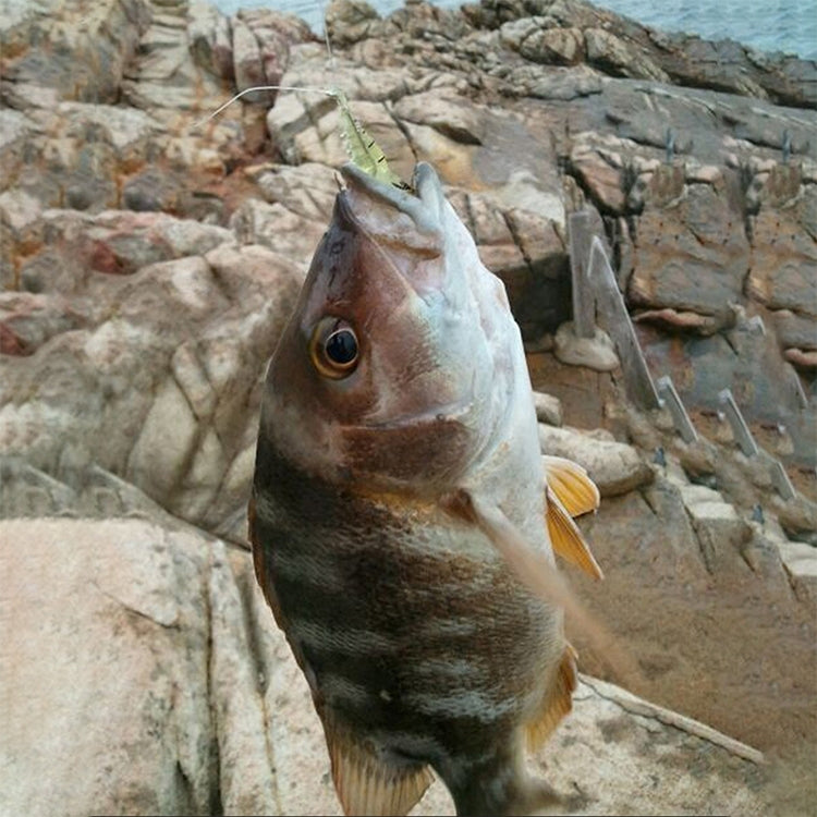 10 PCS 4cm Fishing Soft Bait Lures Popper Poper Baits(Natural) - Fishing Lures by PMC TechLife | Online Shopping South Africa | PMC TechLife | Buy Now Pay Later Mobicred