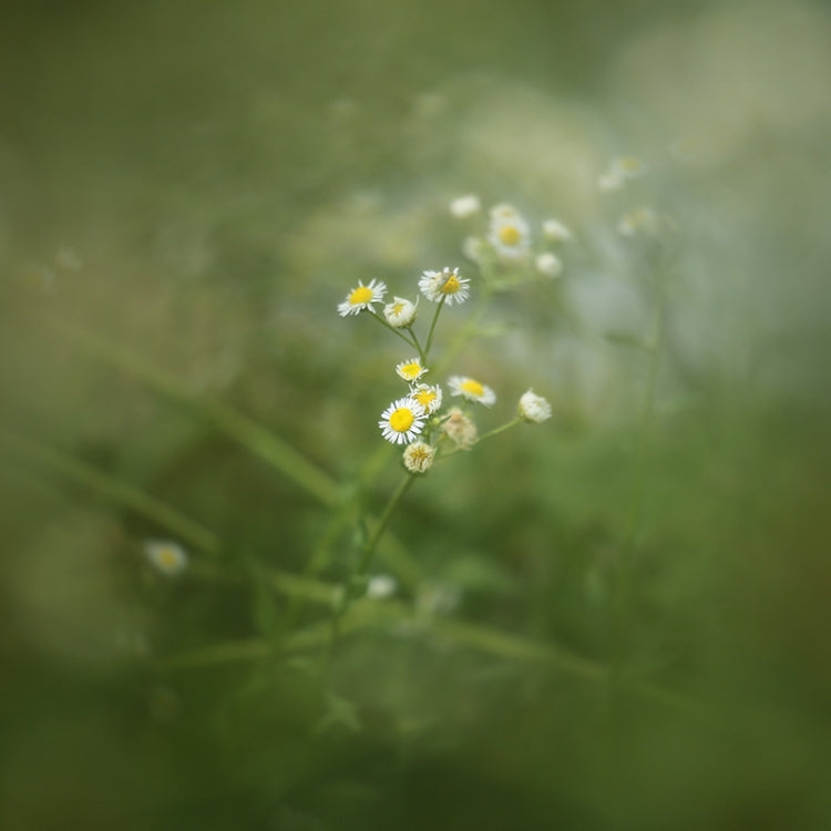 77mm Central Exposure Edge Blur Close-Up Photography Special Effects Filter - free shipping - PMC TechLife - Order now!