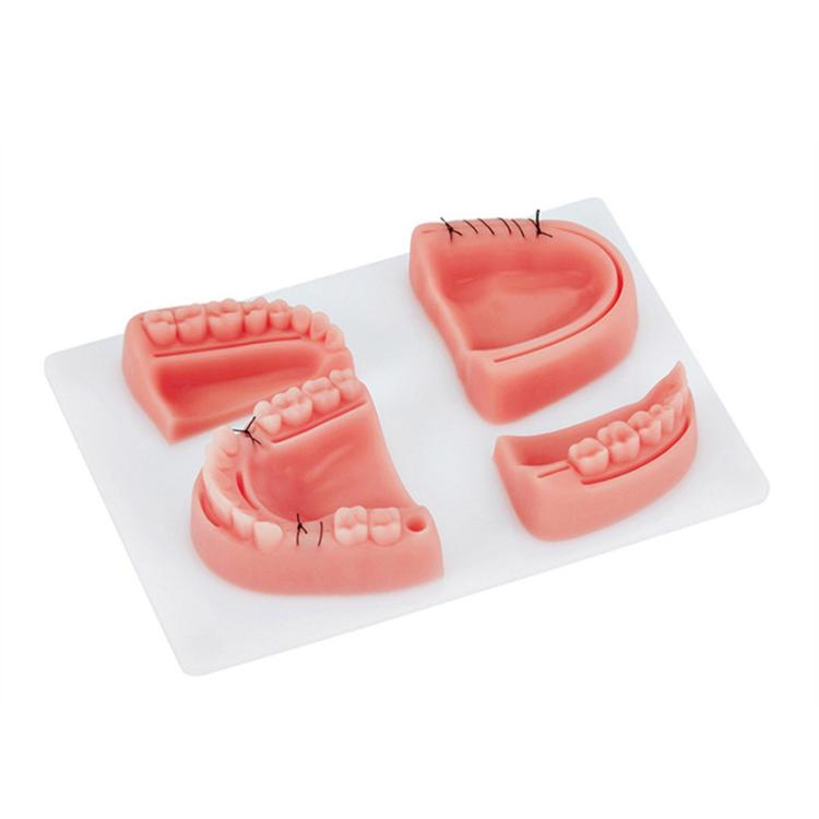 Gums Multiple Wounds Silicone Suture Practice Mold Four Teeth Oral Surgery Training Module For Medical Students - free shipping - PMC TechLife - Order now!