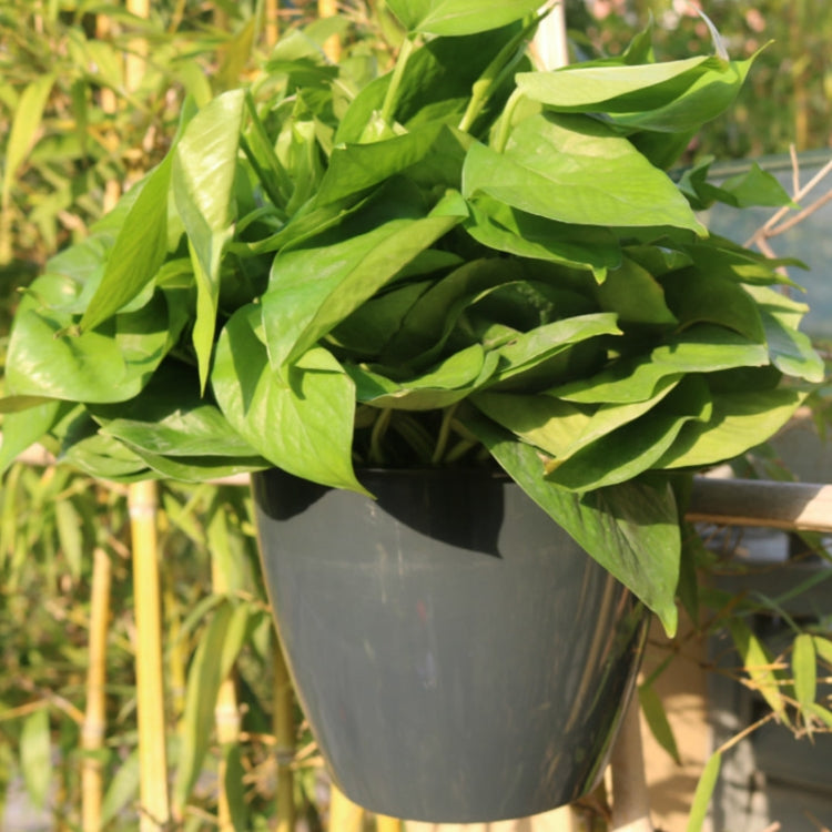 Self-Watering Planter Grow Plants Lazy Flower Pots Wall-hanging Round Resin Plastic Flower Pots, Size: 18x12.5x16cm(Black) - free shipping - PMC TechLife - Order now!