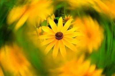 UV Filter / Lens Filter for DJI Phantom 3P / P3A / P3S / P3SE / P3 4K / P4 -  by DJI | Online Shopping South Africa | PMC TechLife | Buy Now Pay Later Mobicred