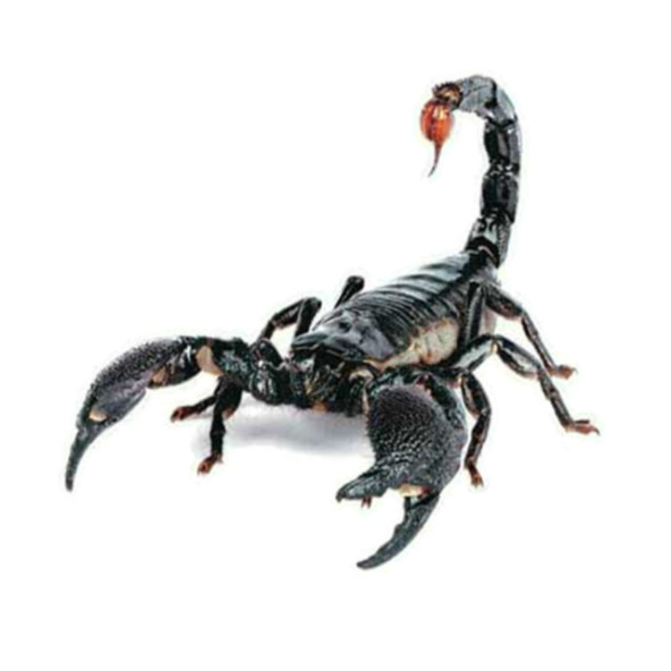 Creative Personality Scratch Cover  Car Body Sticker(Scorpion) - 3D Creative Stickers by PMC TechLife | Online Shopping South Africa | PMC TechLife | Buy Now Pay Later Mobicred
