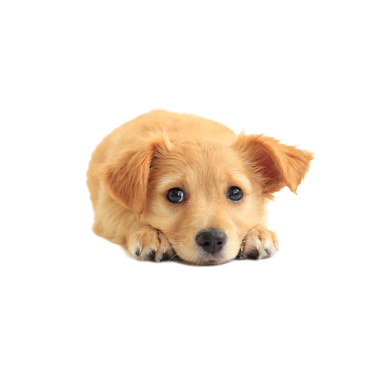 Style 1 Small 3D Simulation Dog Car Stickers Rain-Proof Sunscreen Car Sticker Scratch Shaving Decoration Stickers - Decorative Sticker by PMC TechLife | Online Shopping South Africa | PMC TechLife